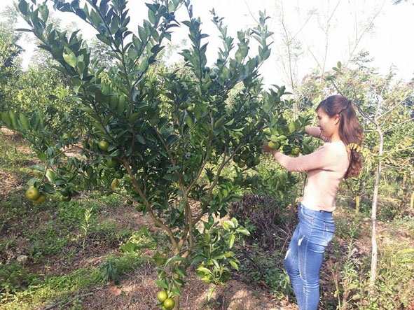Mô hình trồng cam quýt theo hướng VietGAP của gia đình chị Nguyễn Thị Hoa (ở thôn Hòa An, xã Ea Nuôl, huyện Buôn Đôn). 