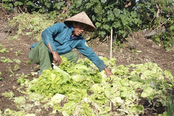 Lão nông Trương Văn Duyên phá đi luống xà lách không người hỏi mua, đã quá ngày để lấy đất trồng vụ rau mới.