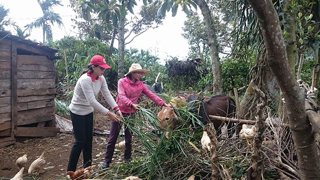Chị H'Blắk Byă (bìa phải), ở xã Ea Yông (huyện Krông Pắc) đã thoát nghèo nhờ Dự án 