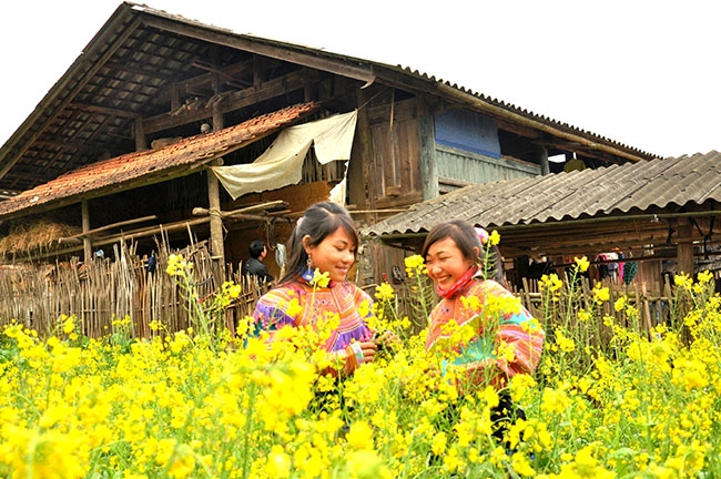 Hoa cải rực vàng trên những bản làng ở Bắc Hà.  