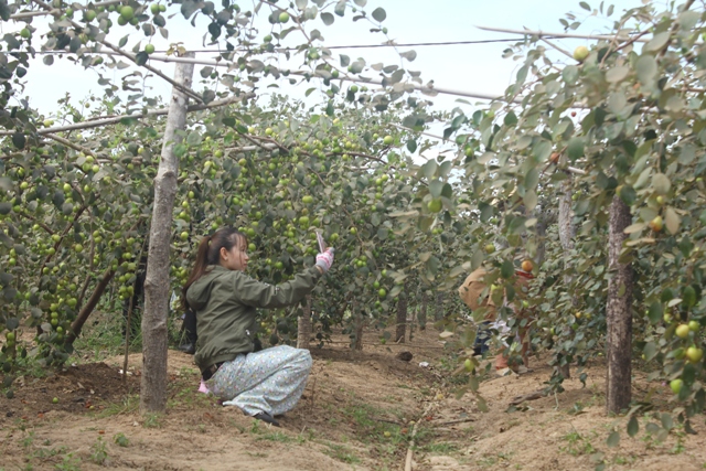 Khách tham quan chụp hình trong vườn táo của ông Dương Đức Châm. 