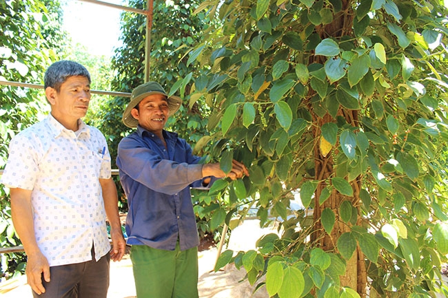 Cán bộ Hội Nông dân thăm tình hình thu hoạch tiêu của một số hộ nông dân ở xã Ea Ning, huyện Cư Kuin.