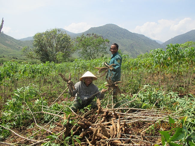Nông dân xã Hòa Phong (huyện Krông Bông) thu hoạch sắn.  