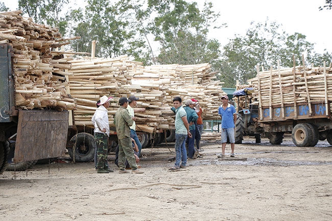 Người dân đưa gỗ đến nhà máy chế biến dăm gỗ của Hợp tác xã Tiến Nam (thôn 1, xã Cư Króa).