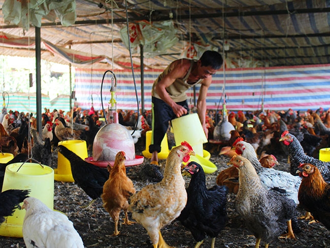 Mô hình nuôi gà gia công mang lại nguồn thu nhập ổn định  cho các hộ dân xã Cư Suê.  