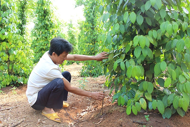 Hệ thống tưới tiết kiệm nước theo hình thức phun mưa của gia đình ông Trần Ngọc Nguyên (thôn Hòa Nam 2, xã Ea Nuôl).  
