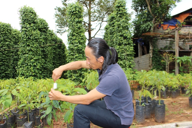 Anh Nguyễn Thanh Minh đang chăm sóc vườn ươm cây giống.