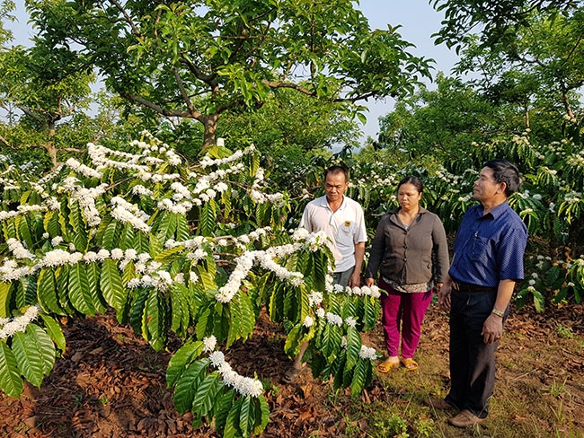 Mô hình vườn cà phê xen bơ của gia đình anh Trần Sáng.