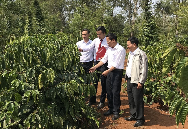 Cán bộ Ngân hàng NN-PTNT Bắc Đắk Lắk kiểm tra hiệu quả vườn cà phê tái canh của Công ty Cà phê Đ'rao. 