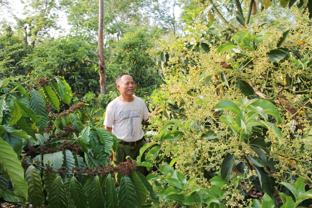Mô hình trồng xen cây ăn quả trong vườn cà phê tại xã Hòa Đông.