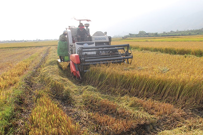 Người dân thôn 3, xã Ea Trul đang bắt đầu thu hoạch vụ lúa đông xuân.