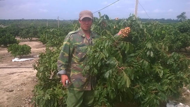 Anh Đỗ Quang Danh đang thu hoạch nhãn Hương Chi trong vườn của gia đình. 