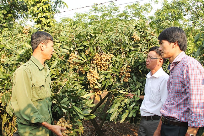 Cán bộ nông nghiệp huyện Cư Kuin trao đổi kỹ thuật với hộ trồng nhãn trên địa bàn xã Ea Hu.