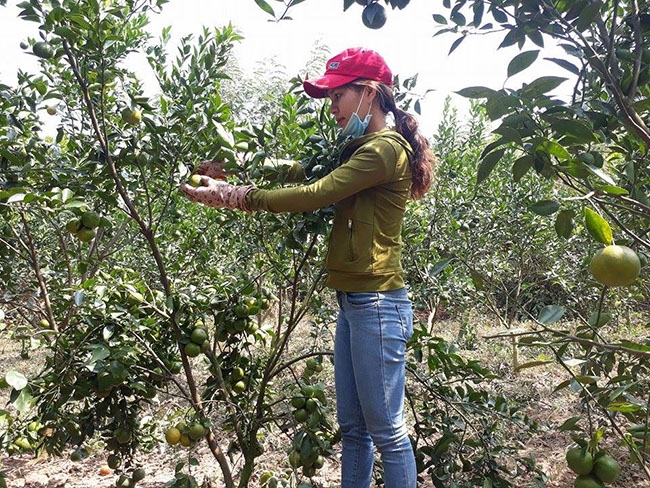 Mô hình  trồng cam quýt đem lại  hiệu quả  kinh tế cao  của gia đình chị Nguyễn   Thị Hoa  (thôn Hòa An,  xã Ea Nuôl, huyện Buôn Đôn). 