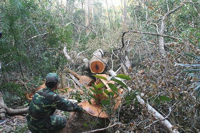 Một cây rừng bị chặt hạ tại Tiểu khu 408 (Vườn Quốc gia Yok Đôn) được phát hiện vào ngày 26 -1.