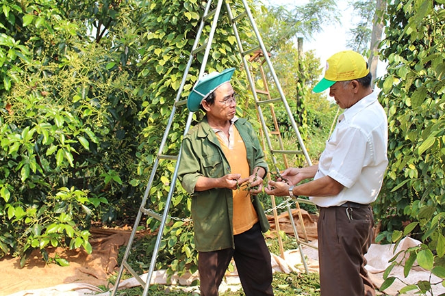 Mô hình xen canh nhiều loại cây trồng cho hiệu quả kinh tế cao của gia đình ông Bùi Văn Ân ở thôn Quyết Thắng.