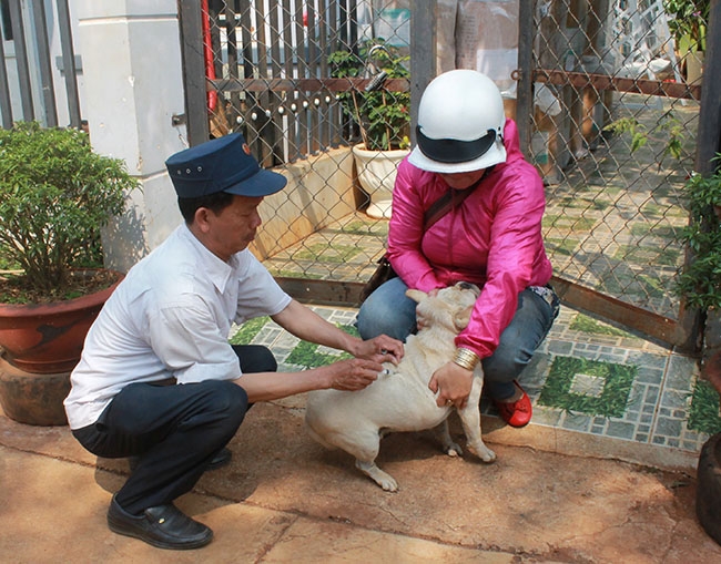 Cán bộ Trạm Chăn nuôi và Thú y TP. Buôn Ma Thuột tiêm vắc xin phòng bệnh dại cho chó nuôi trên địa bàn.  