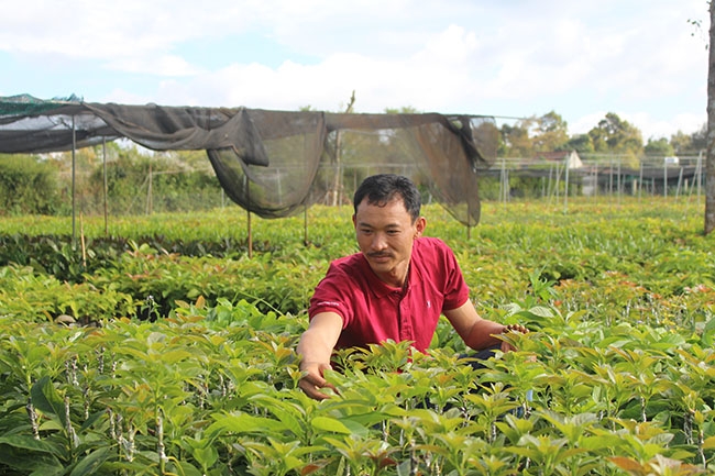 Anh Phùng Văn Nghĩa, Chủ tịch Hội đồng quản trị Hợp tác xã giống cây trồng thanh niên Hòa Thắng  đang chăm sóc vườn ươm.  