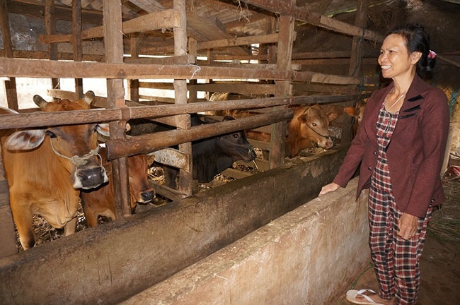 Bà Thảo  giới thiệu  mô hình  nuôi bò của  gia đình.    