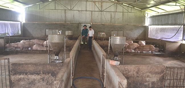 Trang trại nuôi heo của hộ Phạm Xuân Toàn (xã Xuân Phú, huyện Ea Kar) đã giảm số lượng đàn.