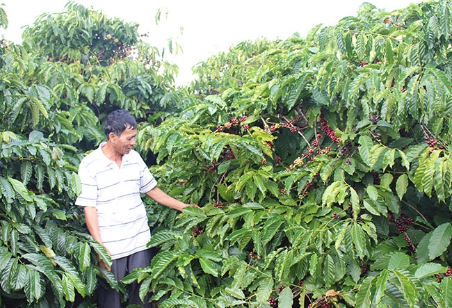 Nhờ xen canh cây trồng hợp lý, vườn cà phê nhà ông Trần Văn Thi (xã Ea Ral) phát triển tốt cho năng suất  cao hơn. 