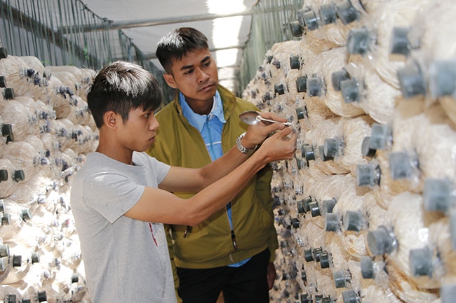 Anh Vũ Việt Dũng (bìa trái) giới thiệu mô hình trồng nấm của mình với cán bộ Huyện Đoàn Cư M’gar.