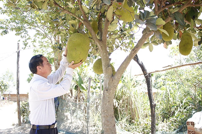  Ông Giàng  A Giang  ở thôn 12, đang giới thiệu về giống  mít Thái  mới trồng trong vườn  nhà mình.   