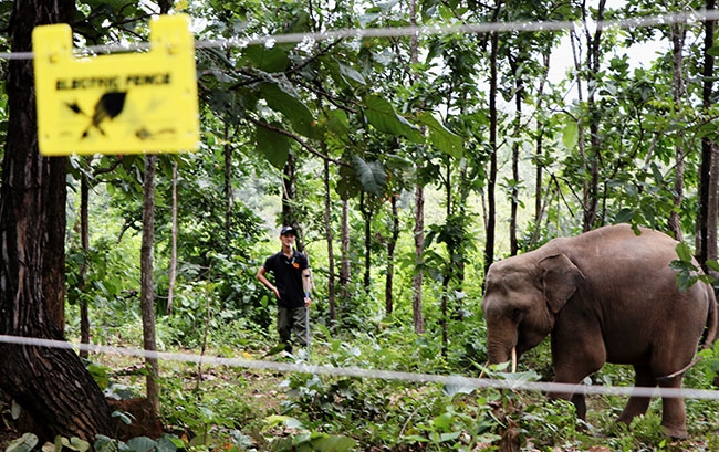 Khu hàng rào điện dùng để nuôi dưỡng và chăm sóc voi cứu hộ do Tổ chức Động vật Châu Á tài trợ xây dựng cho Trung tâm Bảo tồn voi Đắk Lắk. 