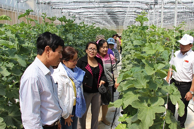 Đoàn  cán bộ TP. Buôn Ma Thuột tham quan  mô hình trồng dưa lưới ở phường Tân Hòa. 