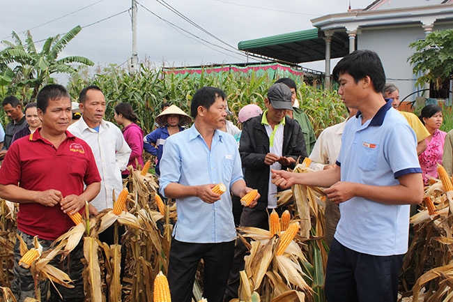 Người dân tham quan mô hình khuyến nông về giống ngô mới ở huyện Cư M’gar. 