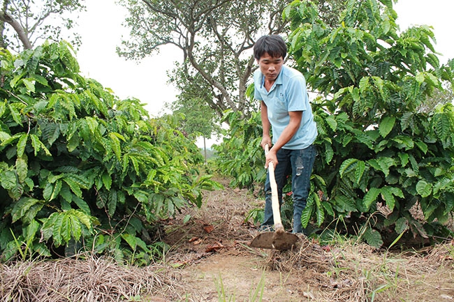 Anh Nông  Văn Dòng  (thôn 17) chăm sóc vườn cà phê của gia đình. 