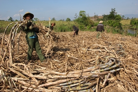 Nông dân huyện Ea Kar đang thu hoạch mía.