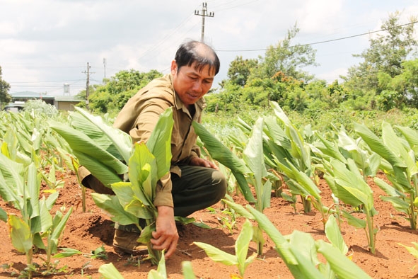 Vùng trồng nghệ liên kết giữa người dân với Công ty Cổ phần Solavina tại xã Krông Búk (huyện Krông Pắc). Ảnh: Thuận Tuyết