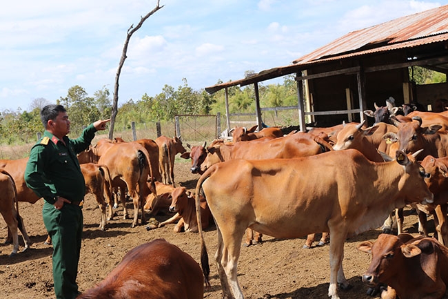 Nhân viên Trại giống Đoàn Kinh tế quốc phòng 737 kiểm đếm đàn bò sau khi chăn thả.  