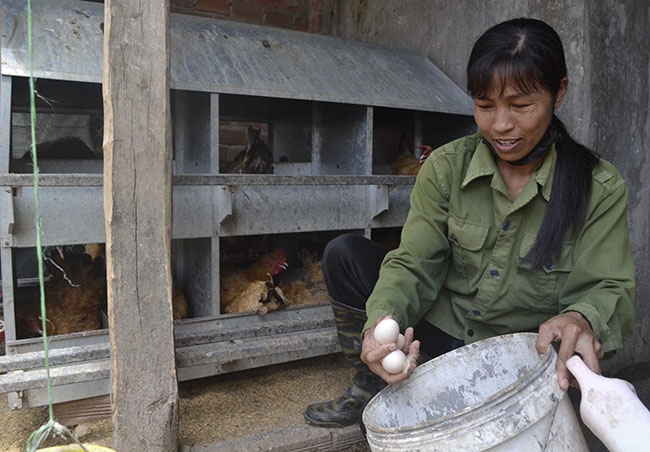 Chị Nguyễn Thị Loan thu hoạch trứng gà.