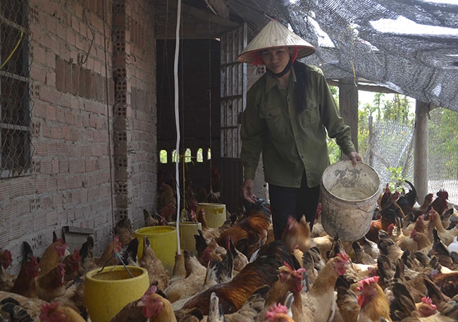 Thành viên Câu lạc bộ “Nuôi gà đẻ trứng” chăm sóc đàn gà của gia đình.