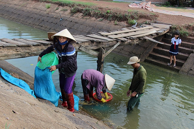 Gia đình anh Nguyễn Trung Thành chuẩn bị lúa giống gieo vụ 3.