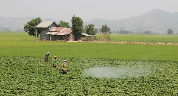 Nông dân huyện Lắk chăm sóc ruộng khoai lang.