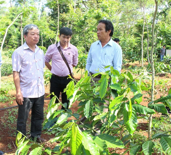 Ông Huỳnh Quốc Thích, Phó Giám đốc Sở NN-PTNT thăm vườn cà phê tái canh bền vững ở TP. Buôn Ma Thuột.