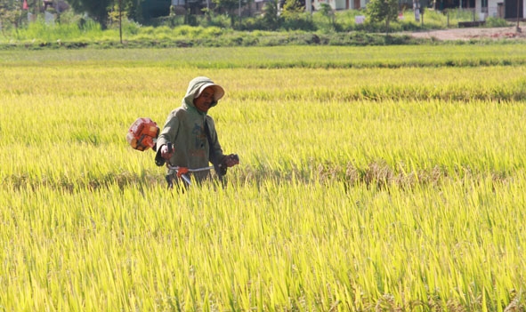 Bà con nông dân xã Ea Yiêng thu hoạch lúa vụ đông xuân.  
