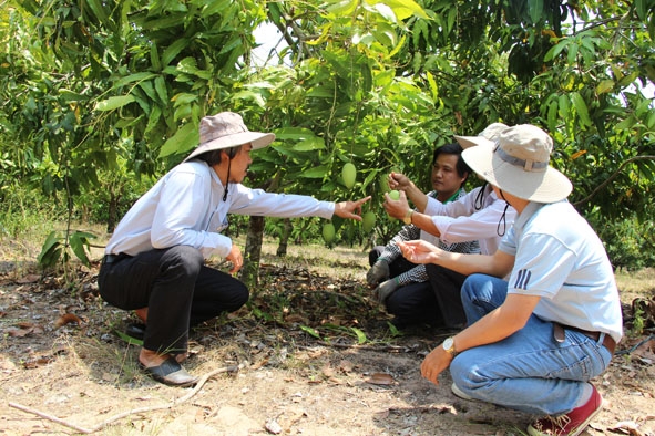 Một vườn xoài đạt chứng nhận VietGAP đầu tiên ở huyện Ea Súp.  
