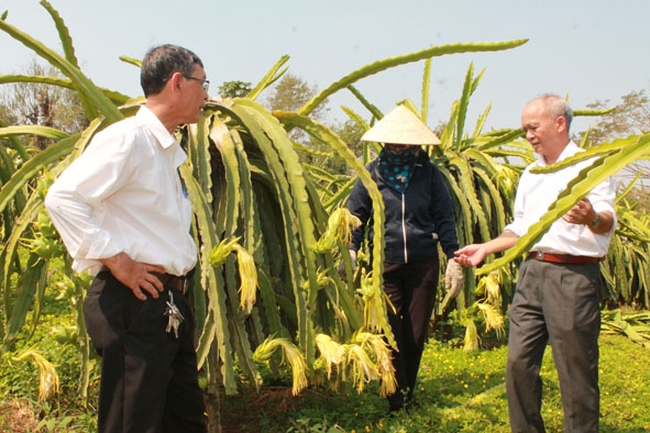 Chi ủy Chi bộ thôn 2, Đảng bộ xã Cư Êbur tìm hiểu việc chuyển đổi cây trồng của người dân trên địa bàn. 