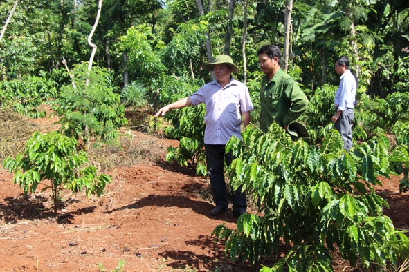 Ông Huỳnh Quốc Thích, Phó Giám đốc Sở NN – PTNT hướng dẫn người dân chăm sóc cà phê tái canh.