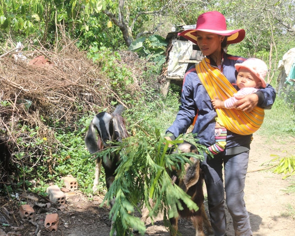 Một hộ dân ở xã Ea Yiêng được hỗ trợ dê giống từ mô hình nuôi dê luân chuyển. 