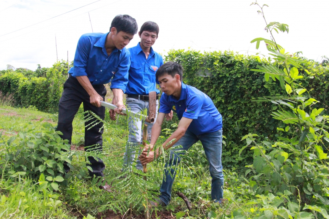 Thanh niên xã Ea Lê trồng cây phượng vĩ tại thôn 4
