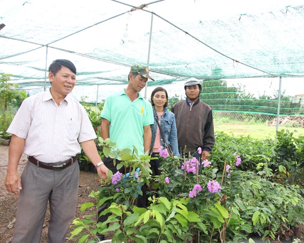 Một mô hình mua, bán cây giống có hiệu quả ở thôn Hiệp Tiến, xã Quảng Hiệp.
