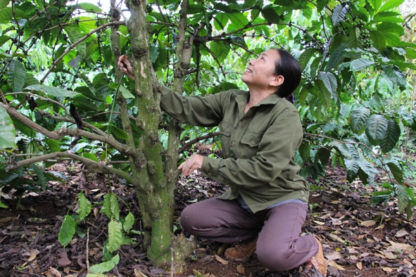 Nông dân xã Hòa Đông, huyện Krông Pắc làm cành chồi cây cà phê.  
