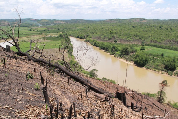 Rừng tiểu khu 1023 (rừng đặc dụng Nam Ka), xã Bình Hòa, huyện Krông Ana bị lấn chiếm làm nương rẫy.    Ảnh: P. Cường
