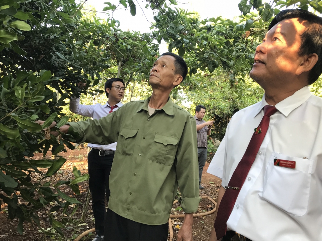 Tham quan một mô hình khởi nghiệp theo hướng nuôi trồng các loại đặc sản tại huyện Krông Năng.