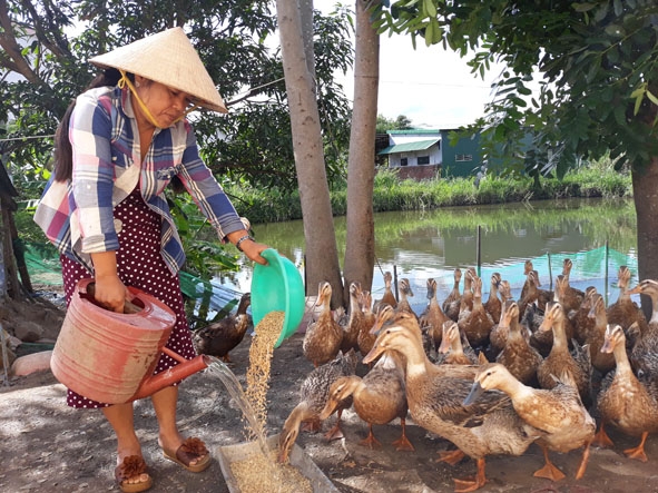Chị Nguyễn Thị Đoàn (tổ dân phố 10, thị trấn M’Đrắk) chăm sóc đàn vịt của gia đình.